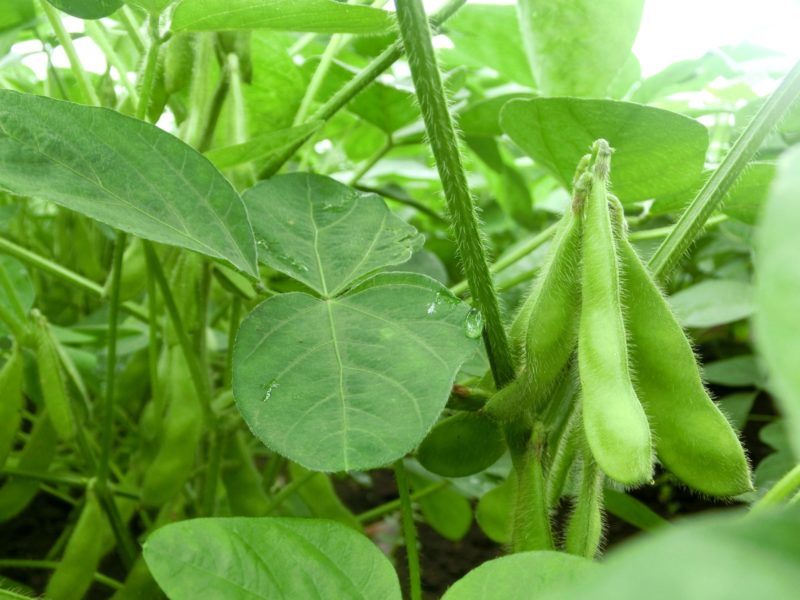 枝豆を簡単に育てる家庭菜園
