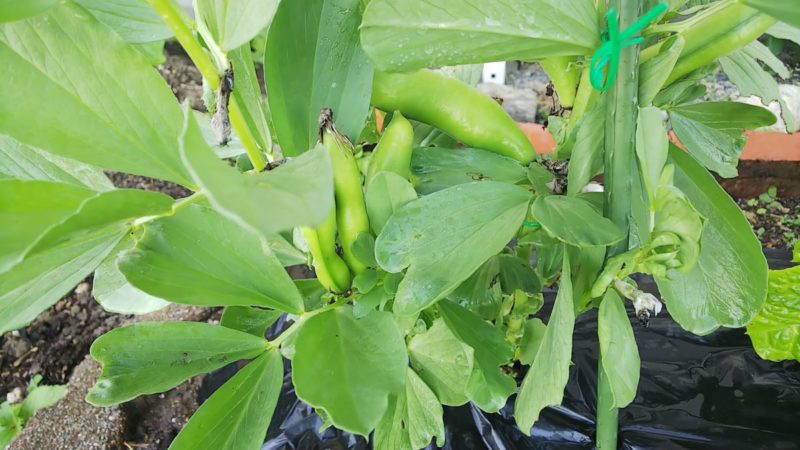 そら豆を簡単に育てる家庭菜園
