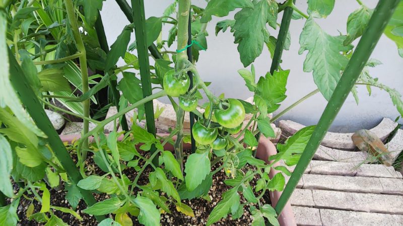 トマトを簡単に育てる家庭菜園